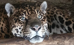 Regina compie 24 anni: al Parco Safari di Murazzano festa per il giaguaro che potrebbe essere il pi&ugrave; longevo al mondo