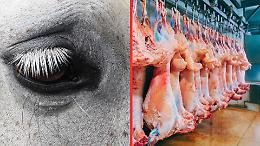 Stop ai cavalli al macello: il Parlamento apre la battaglia che pu&ograve; cambiare per sempre la legge italiana