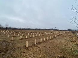 "Non tagliate quegli alberi!": i cittadini scrivono alla Citt&agrave; Metropolitana di Torino