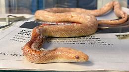 Trovato un serpente del grano ferito a Moncalieri: non ce l&rsquo;ha fatta nonostante le cure