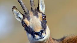 Braccato dai lupi, un vecchio camoscio rompe ogni istinto e &ldquo;chiede aiuto&rdquo; ad una famiglia: la fuga che ha commosso la montagna