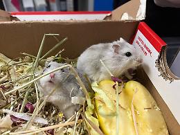 Nove criceti abbandonati in strada a Settimo Torinese: recuperati adulti e cuccioli in via Milano