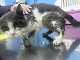 Fenice, salvata dal dolore: una micia randagia operata d&rsquo;urgenza ora chiede aiuto per tornare a vivere (FOTO e VIDEO)