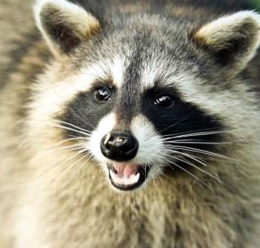 Parco Safari delle Langhe, riapertura il 21 febbraio dopo lo stop invernale