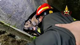 Sei ore nel buio di una tubazione, Leila salvata a mano dai vigili del fuoco: corsa contro il tempo a Sesto Fiorentino (VIDEO)