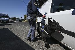 Droga e pistola nello zaino: arrestati due uomini, sequestrato oltre un chilo di marijuana a Torino