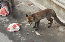Volpe in pieno centro a Castellamonte, le foto rimbalzano sui social e accendono la domanda che nessuno vuole farsi