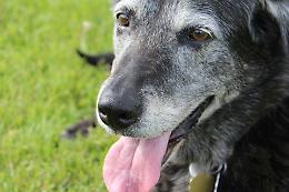 Bocconi "avvelenati" in giro per la citt&agrave;: paura per i cani a Settimo Torinese
