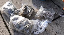 Sessantasei chili di marijuana nascosti nelle casse da concerto: arrestati due fratelli piemontesi sull&rsquo;A6