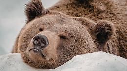 Orsi invadono pista da sci: sciatori faccia a faccia con la natura selvaggia (VIDEO)