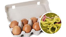 Uova fresche contaminate da salmonella, scatta l'allarme: &ldquo;Non consumare il prodotto&rdquo;
