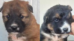 Cuccioli gettati nei boschi come rifiuti: in Canavese l&rsquo;incubo degli abbandoni ricomincia