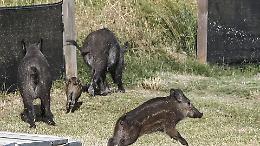 Cinghiale e cuccioli travolti sulla provinciale tra Robassomero e Ciri&eacute;