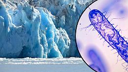 Dai ghiacci della Transilvania emerge un batterio resistente a dieci antibiotici moderni: minaccia dal passato o chiave per nuove cure?