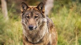 Quattro lupi a duecento metri dalla Dora: avvistamento ravvicinato