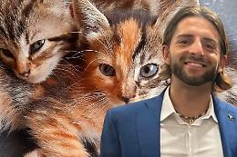 Colonie feline, la Lega chiede pi&ugrave; spazio ai volontari: la maggioranza boccia la mozione