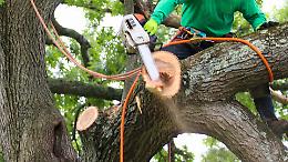 Trentadue alberi abbattuti a Rivarolo: &ldquo;Intervento fisiologico su oltre duemila piante&rdquo;