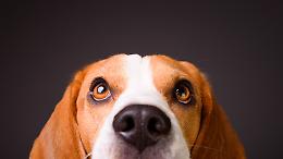 Torino, &ldquo;la citt&agrave; degli 80mila cani&rdquo;: pet-friendly, ma non ovunque