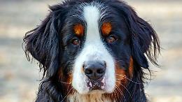 Bovaro del bernese travolto e ucciso da un camion: indagine in corso