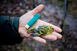 L&rsquo;orrore dell&rsquo;uomo sulla natura: 4.000 specie sacrificate al mercato nero (LE FOTO)