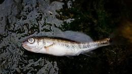 Pesci morti nel rio Valsoglia: scatta l&rsquo;allarme alla Mandria, indaga Arpa