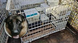 Torino, segnalazione per un cane maltrattato fa scoprire un deposito illegale di rifiuti