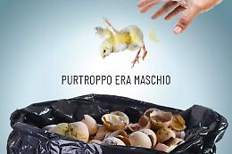 Gabbie addio? In Europa 190mila cittadini chiedono lo stop: &ldquo;Basta allevamenti crudeli e pulcini maschi uccisi&rdquo;