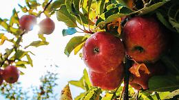 &ldquo;La guerra affonda le mele italiane&rdquo;: l&rsquo;allarme degli agricoltori sul crollo dell&rsquo;export