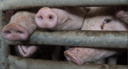 300 milioni di animali chiusi in gabbia: l&rsquo;Europa sotto accusa