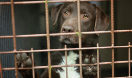 Cuccioli malati e venduti illegalmente in un allevamento abusivo a Chivasso: la Procura chiede il processo