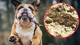 Allarme processionarie a Venaria: segnalazioni al capolinea del 77, attenzione a cani e bambini