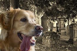 Brandizzo apre ai cani al cimitero: approvata la mozione per cambiare il regolamento