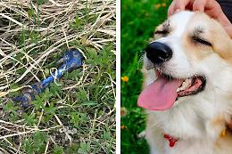 Possibili bocconi avvelenati lungo il Canale Cavour, allarme tra i cittadini di Chivasso