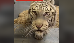 Dalle bombe alla salvezza: la tigre bianca Aleks sopravvive all&rsquo;inferno di Kharkiv (VIDEO)