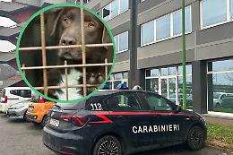 Associazione per delinquere e maltrattamenti agli animali a Chivasso: gli indagati sono sei. Nei guai anche tre veterinari