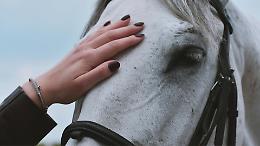 Cavalli al macello, oltre 250mila firme per fermare le uccisioni: cresce la pressione sul Governo