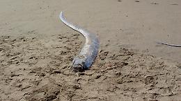 Pesce remo in spiaggia in Messico: il &ldquo;pesce dell&rsquo;apocalisse&rdquo; riappare davvero prima dei terremoti?