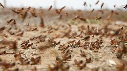 Locuste nel Sahara: l&rsquo;Algeria corre ai ripari prima che gli sciami invadano i campi