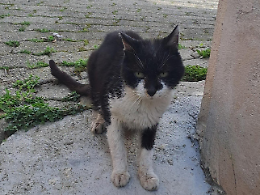 Rambo, il gatto che ha commosso una comunit&agrave;: addio al piccolo guerriero di 17 anni 