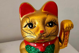 Gatti cinesi in consiglio comunale a Cossano