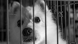 Cuccioli rinchiusi tra rifiuti a Torino: scoperti sei malinois e la madre in uno stabile abbandonato, scatta la denuncia