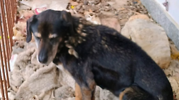 Cani maltrattati su un ballatoio: la polizia locale di Giaveno li salva