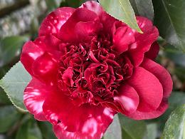 A Chiaverano nasce &ldquo;Il Cuore delle Camelie&rdquo;: oltre 400 fiori in un parco aperto a tutti