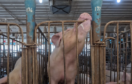 La riforma che non arriva: cos&igrave; Bruxelles ignora gli animali