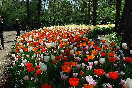 Messer Tulipano torna a Pralormo: 130mila fiori tra arte, natura e solidariet&agrave;
