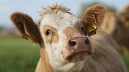 Maxi frode nel commercio di bovini: giro illecito da oltre 20 milioni, scatta l&rsquo;operazione &ldquo;Golden Beef&rdquo;