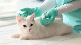 Una carezza dopo anni di paura: la storia dei 9 gatti che non si lasciavano toccare