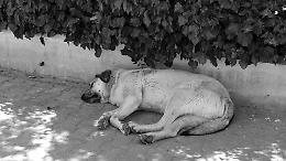 Cani uccisi dal veleno a Castellamonte: conferma dall&rsquo;autopsia, cresce l&rsquo;allarme tra i residenti