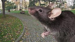 Topi tra giochi e marciapiedi a Torino: scatta l&rsquo;allarme e parte la derattizzazione