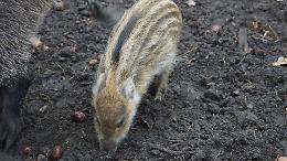 Peste suina, via libera dell&rsquo;Europa: revocate le restrizioni in parte del Piemonte